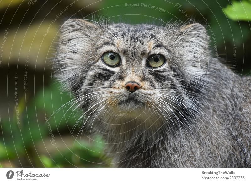 Close up portrait of one cute Manul Pallas's cat Nature Animal Forest Wild animal Animal face Zoo pallas's cat Head Eyes Cat 1 Cute Snout stare danger Cautious