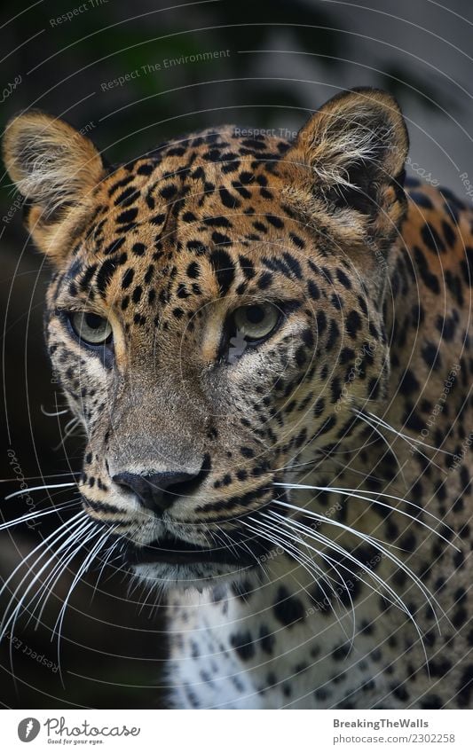 Close up portrait of Persian leopard Nature Animal Wild animal Animal face Zoo Big cat Cat Head Eyes Whisker 1 Snout wildlife Mammal predator Carnivore