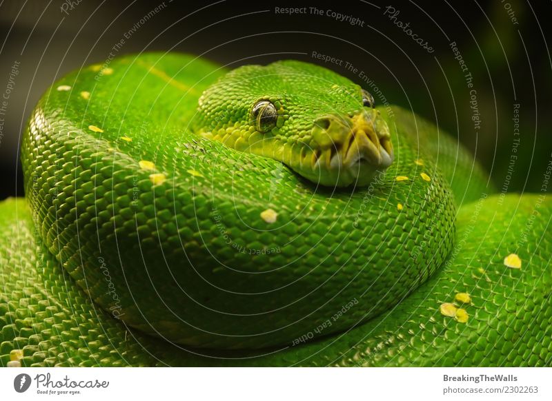 Closeup Of A Green Tree Python Snake Stock Photo - Download Image