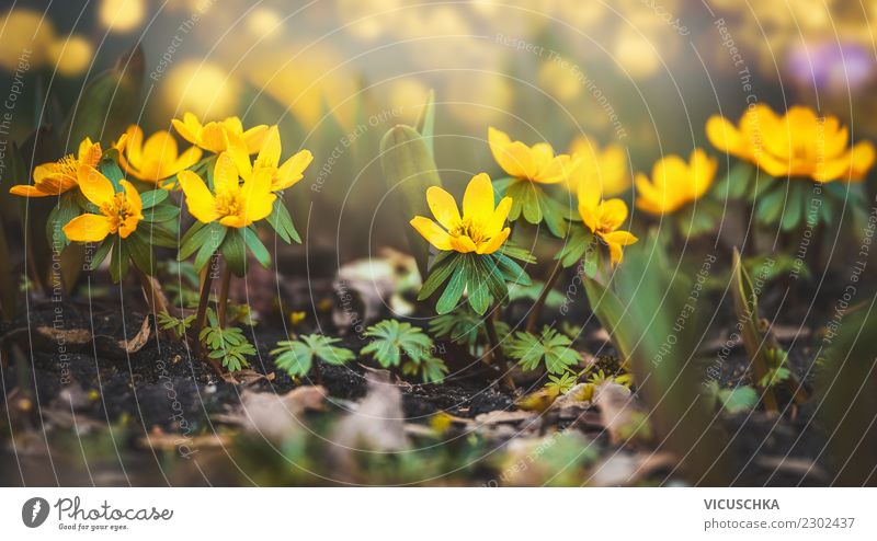 Yellow winterling flowers Design Summer Garden Nature Plant Spring Flower Leaf Blossom Park Meadow Blossoming Eranthis hyemalis Close-up Nature reserve