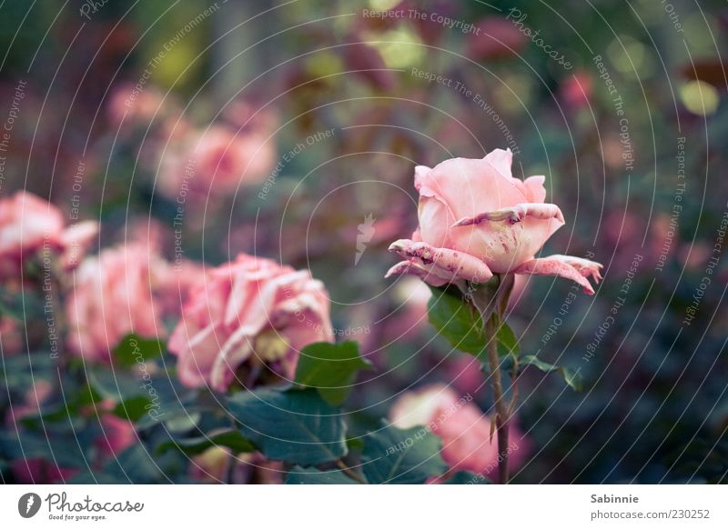 rose garden Environment Nature Plant Flower Rose Leaf Blossom Foliage plant Green Pink Esthetic Blossoming Spring Natural Faded Colour photo Multicoloured