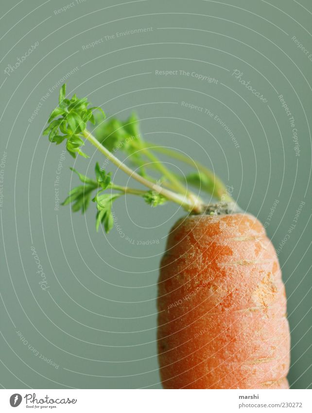 steep frieze Food Vegetable Nutrition Organic produce Green Carrot Orange Foliage plant Healthy Colour photo Interior shot Neutral Background Copy Space top