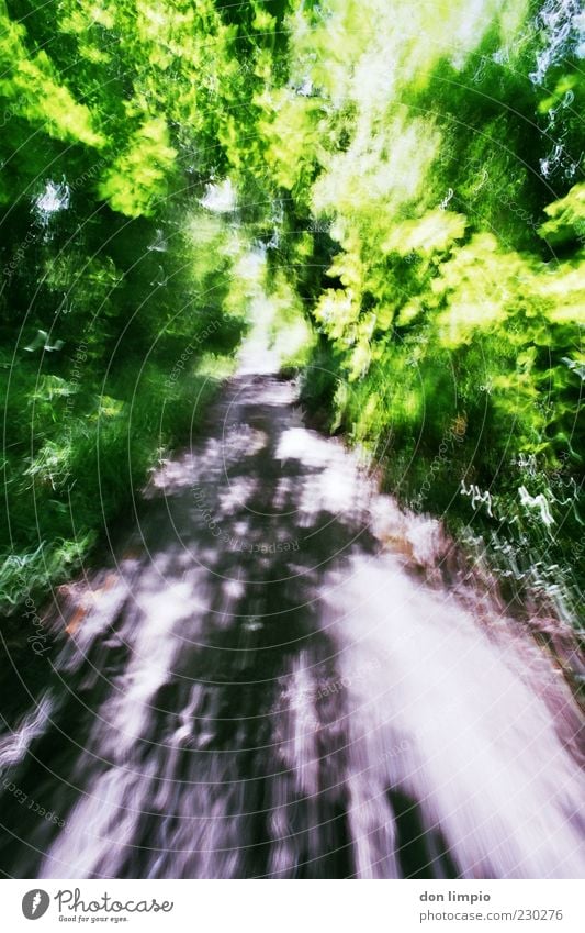 moving forward Summer Beautiful weather Park Forest Lanes & trails Movement Speed Green Time Analog Colour photo Exterior shot Deserted Copy Space bottom Day