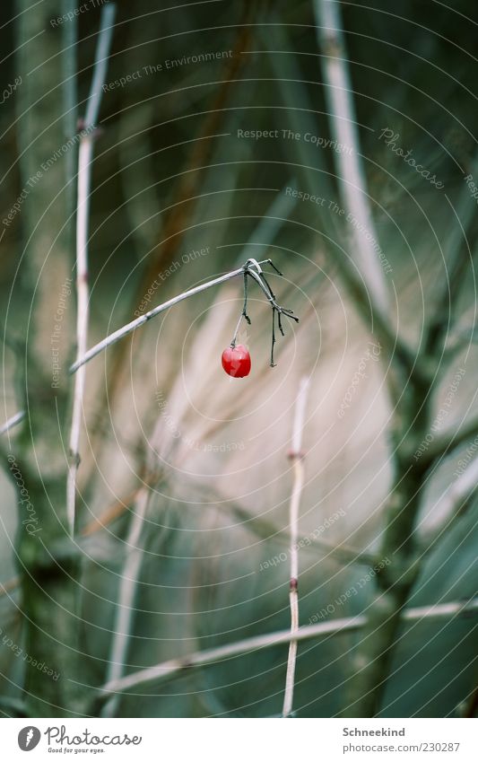 a pearl of nature Nature Plant Bushes Wild plant Berries Red Colour photo Exterior shot Detail Deserted Day Contrast Blur Shallow depth of field