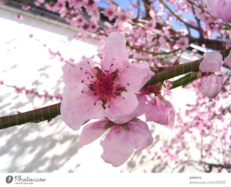 pink blossom Pink Flower Spring Peach blossom Tree Blossom Close-up Detail
