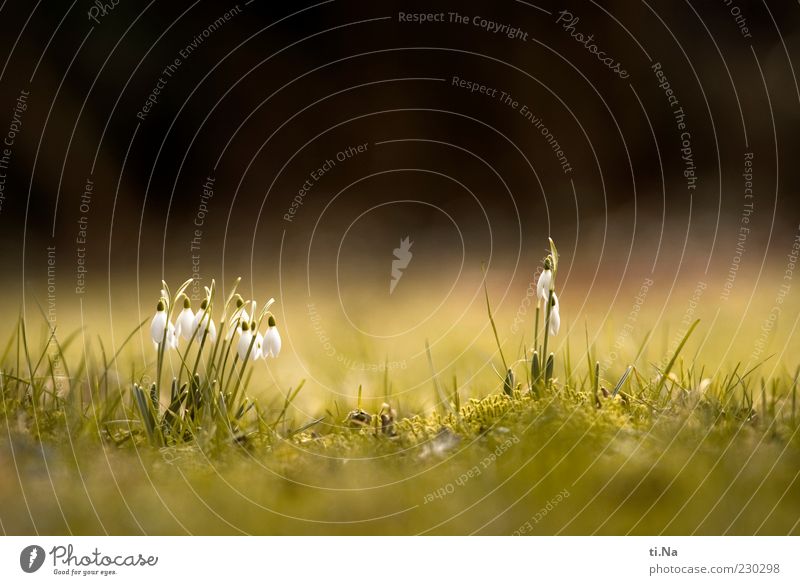 I hear the grass growing Environment Nature Spring Beautiful weather Plant Grass Snowdrop Blossoming Growth Green Black White Spring fever Colour photo