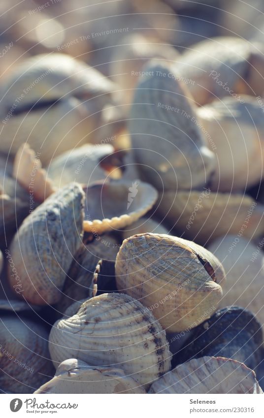 cockles Environment Nature Summer Animal Small Mussel Mussel shell Cockle Sea mussel Colour photo Exterior shot Deserted Copy Space top Day Light Shadow