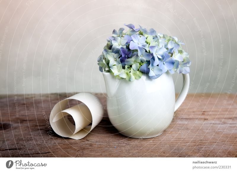 Still life with hydrangeas Decoration Plant Flower Hydrangea Hydrangea blossom Still Life Vase Teapot Porcelain Stone Wood Esthetic Simple Elegant Blue Brown