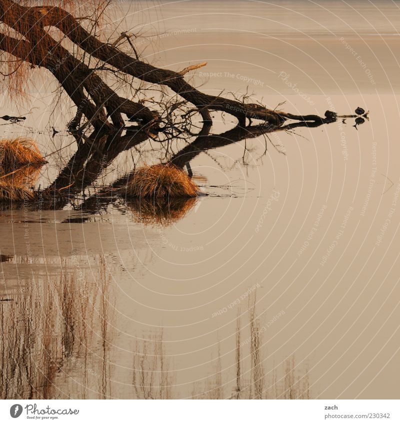 Brandenburg Nature Water Autumn Tree Grass Lakeside Pond Animal Bird Relaxation Dark Calm Loneliness Reflection Colour photo Exterior shot Deserted