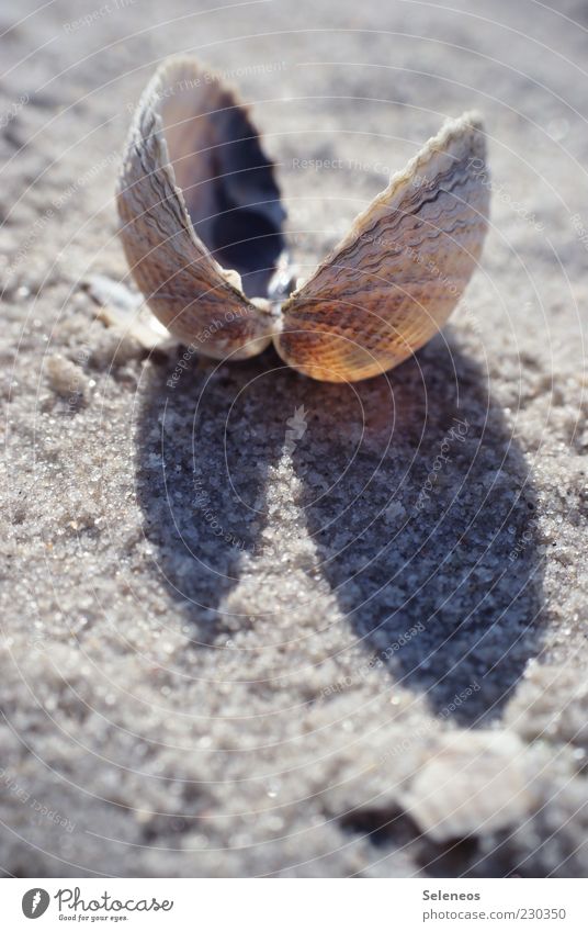 beach atmosphere Beach Environment Nature Summer Animal Mussel Small Mussel shell Cockle Colour photo Exterior shot Copy Space bottom Day Light Shadow Sunlight