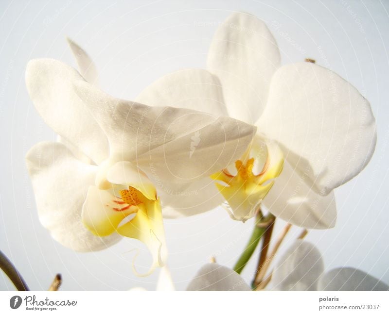 orchid Orchid Flower Near Beautiful White