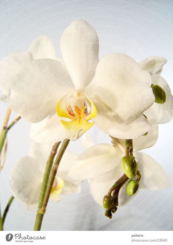 orchid Orchid Flower Near Beautiful White