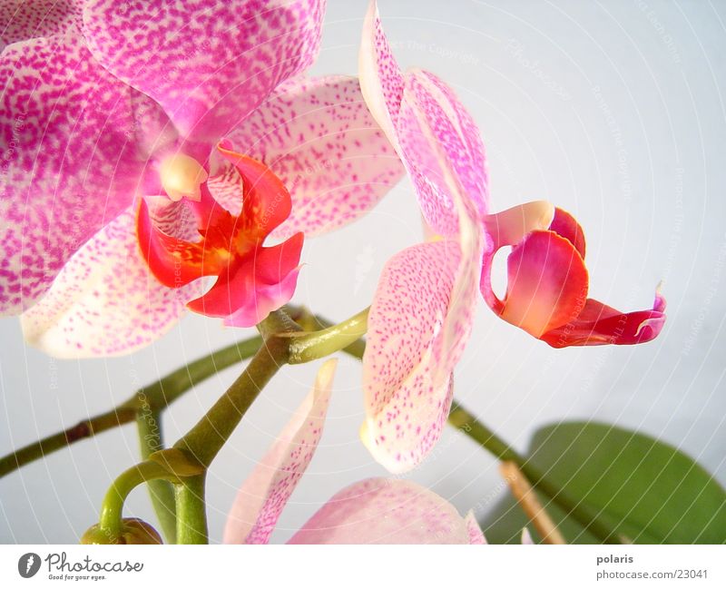 orchid Orchid Pink Violet Flower Near Beautiful