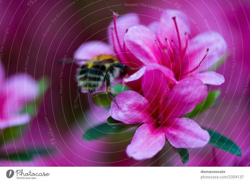 bumblebee Environment Nature Plant Flower Leaf Blossom Rhododendrom Garden Park Animal Bumble bee 1 Movement Blossoming Fragrance Flying To enjoy Crawl