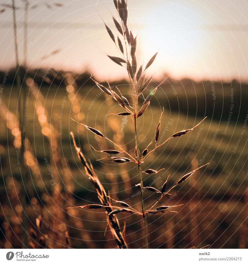 The Hafre Elegant Agriculture Environment Nature Plant Elements Cloudless sky Horizon Autumn Beautiful weather Agricultural crop Oats Oats ear Grain Field