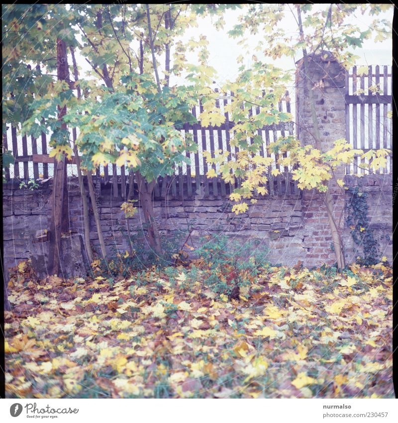 mysterious Nature Autumn Leaf Wall (barrier) Wall (building) Wet Natural Wild Moody Environment Fence lattice fence Morning Autumnal Meadow Autumn leaves