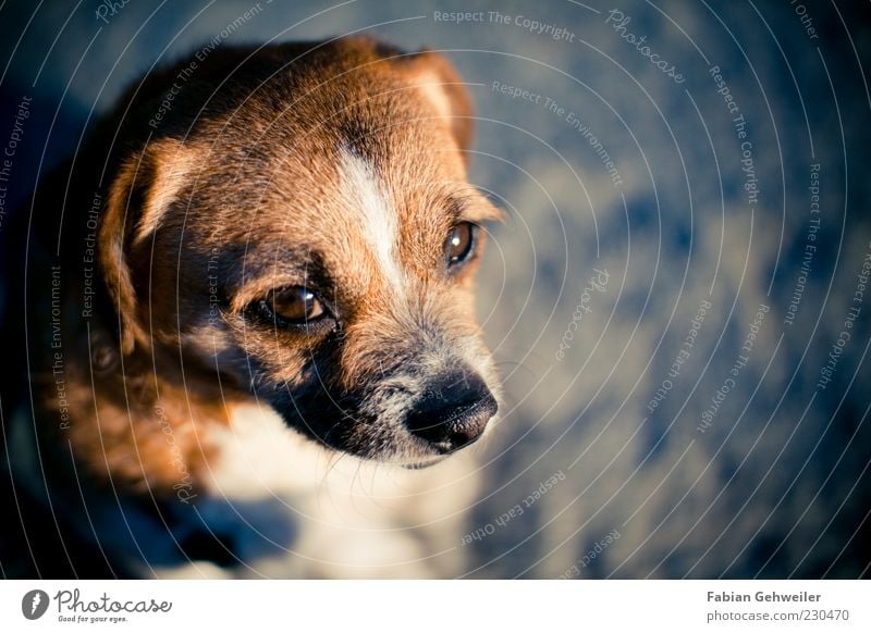 Lina Animal Pet Dog 1 Looking Wait Brown Trust Loyalty Calm Concern Small Dog's head Puppydog eyes Animal portrait Dog eyes Cute Nose Deserted Colour photo