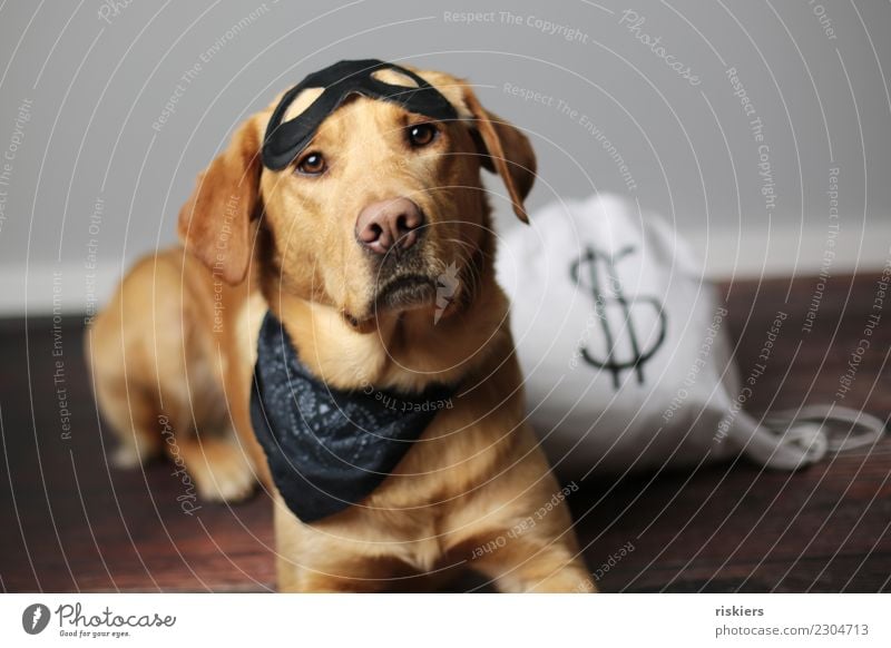 Thief of treats Animal Pet Dog 1 Looking Cute Loyalty Carnival costume Costume Puppydog eyes Colour photo Interior shot Studio shot Artificial light