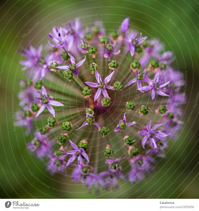 garlic flower Plant Summer Blossom ornamental garlic Garden Blossoming Fragrance Faded To dry up Growth Esthetic Green Violet Moody Life Nature Environment