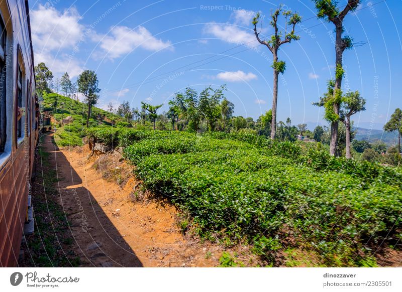 By train over tea plantation, Sri Lanka Tea Beautiful Vacation & Travel Tourism Summer Mountain Nature Landscape Forest Hill Transport Railroad Green ella Asia