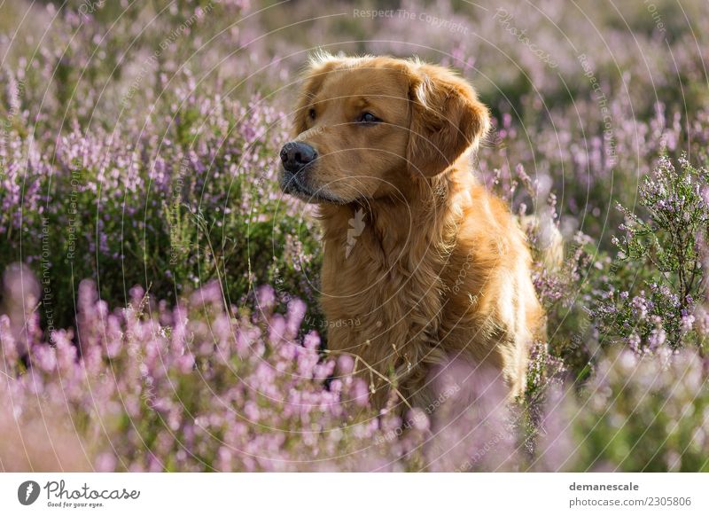 Golden Retriever in blooming heath. Nature Landscape Plant Animal Summer Beautiful weather Flower Bushes Heathland Park Heather family Pet Dog Pelt 1 Observe