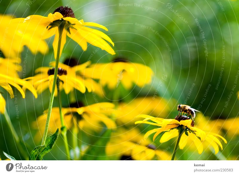 Beginning of the bee time Environment Nature Plant Animal Sun Sunlight Spring Beautiful weather Flower Blossom Wild plant Wild animal Bee Wing Insect 1 Sit