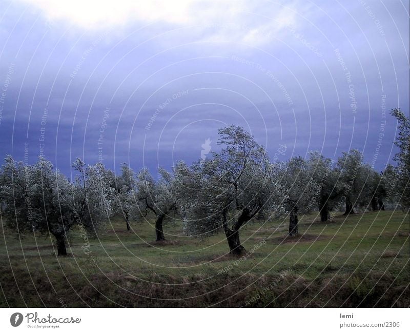 Olives in the storm Olive tree Tree Gale Umbria