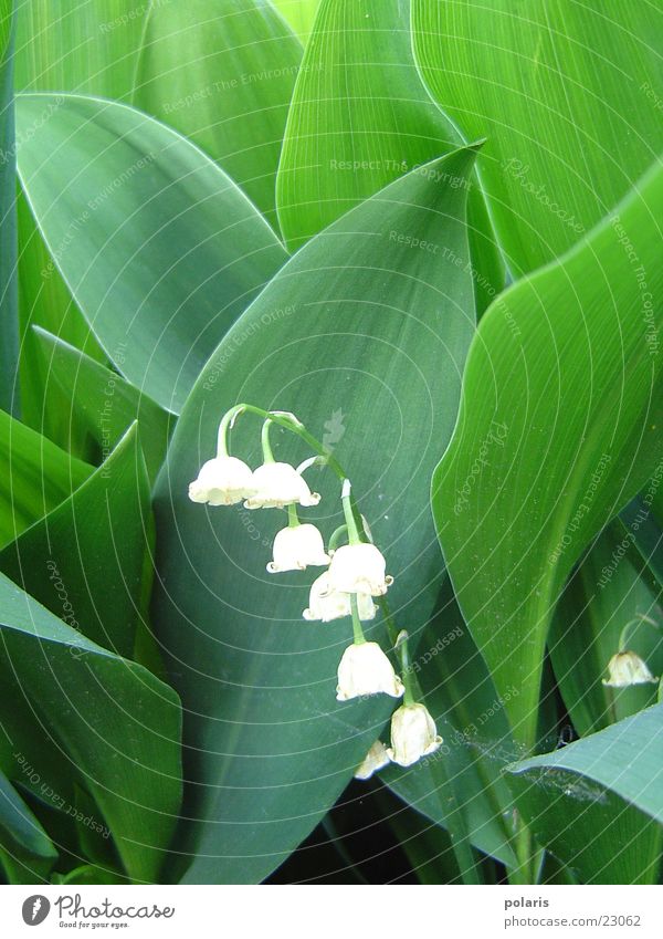 lily of the valley (or? +g+) Green White Leaf Flower Lily of the valley Contrast
