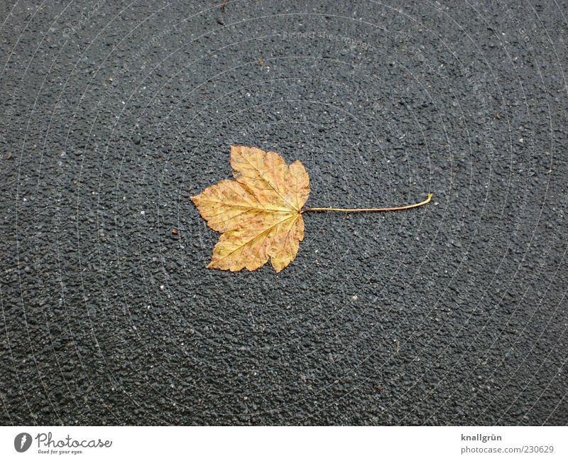 melancholy Autumn Bad weather Leaf Wet Brown Gray Loneliness End Nature Transience Autumn leaves Gloomy Colour photo Subdued colour Exterior shot Deserted