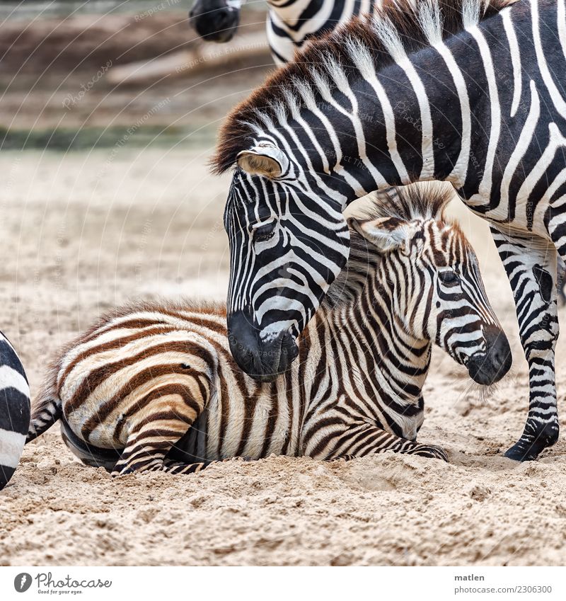 affection Animal Animal face 2 Baby animal Sand Observe Touch Lie Brown Turquoise White Zebra Affection Colour photo Subdued colour Exterior shot Close-up