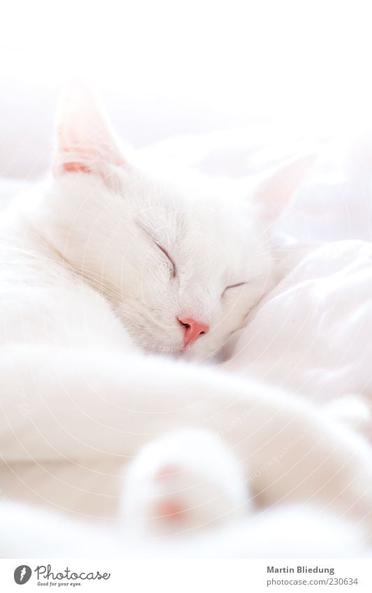 siesta Animal Pet Cat 1 To enjoy Sleep Dream Beautiful Cuddly Natural Pink White Love of animals Calm Doze Cat's head Stationary Break Lie Relaxation Soft