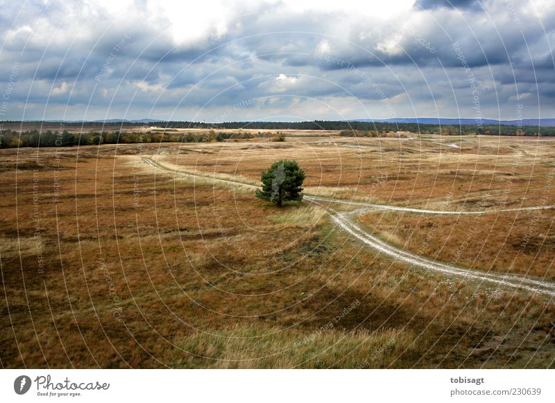 fork Nature Landscape Sky Clouds Autumn Weather Tree Grass Bushes Meadow Far-off places Dry Blue Brown Green Loneliness Colour photo Exterior shot Deserted Day