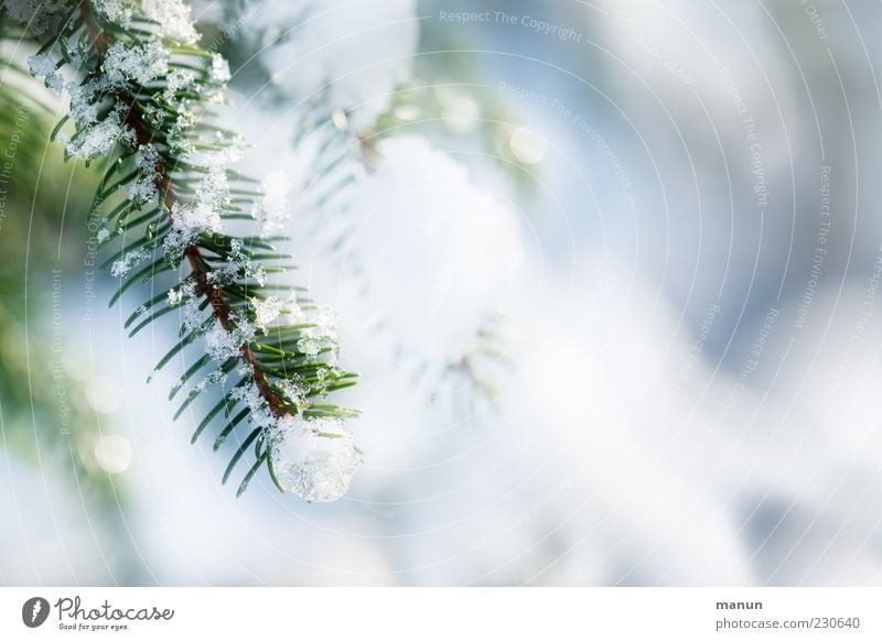 winter sun Winter Ice Frost Snow Tree Coniferous trees Twig Fir branch Fir needle Glittering Authentic Bright Beautiful Cold Colour photo Exterior shot Close-up