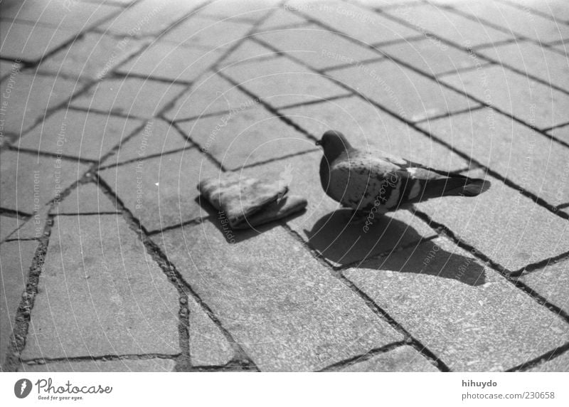 just you and me. Animal Wild animal Bird Pigeon Wing 1 Exceptional Cobbled pathway Inedible Trash Black & white photo Exterior shot Deserted Copy Space left