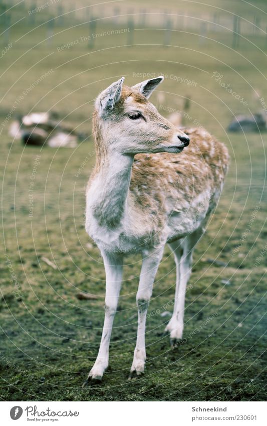 fawn Nature Grass Meadow Animal Wild animal 1 Baby animal Observe Pelt Beautiful Watchfulness Curiosity Game park Roe deer Fawn Colour photo Exterior shot
