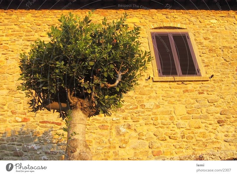 evening sun Facade Tree Evening sun House (Residential Structure) Italy Tuscany Dusk Moody Europe cortona
