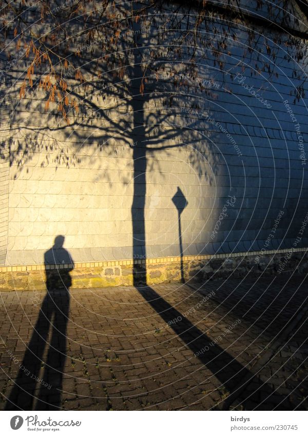 Spot on Androgynous 1 Human being Sunlight Tree Facade Stand Exceptional Gold Idyll Moody Surrealism Evening sun Light and shadow Road sign Beam of light