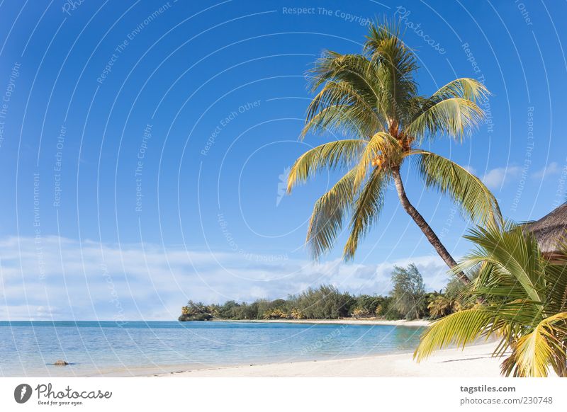 Mauritius Summer Sun Palm tree Beach Ocean Idyll Landscape Colour photo Copy Space left Travel photography Sky Considerable Beautiful Gorgeous Heavenly Nature