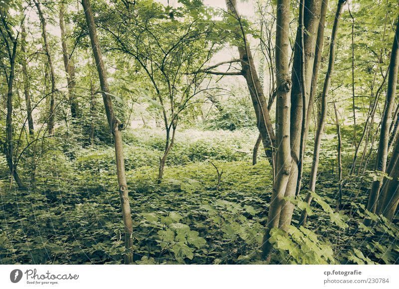 into the jungle Nature Plant Sunlight Summer Beautiful weather Tree Leaf Foliage plant Forest Natural Maple tree Colour photo Exterior shot Day