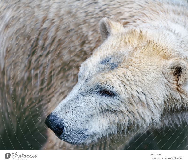 bear Bad weather Animal 1 Dirty Dark Wet Brown Gray White Polar Bear Colour photo Subdued colour Exterior shot Deserted Copy Space left Copy Space right