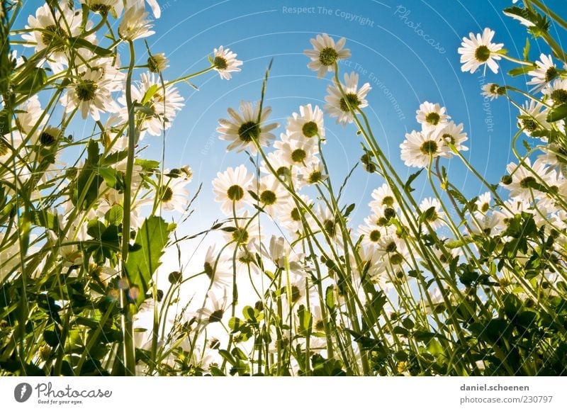 giant daisies Environment Nature Plant Sky Cloudless sky Spring Summer Beautiful weather Leaf Blossom Meadow Blue Green White Marguerite Flower Flower meadow