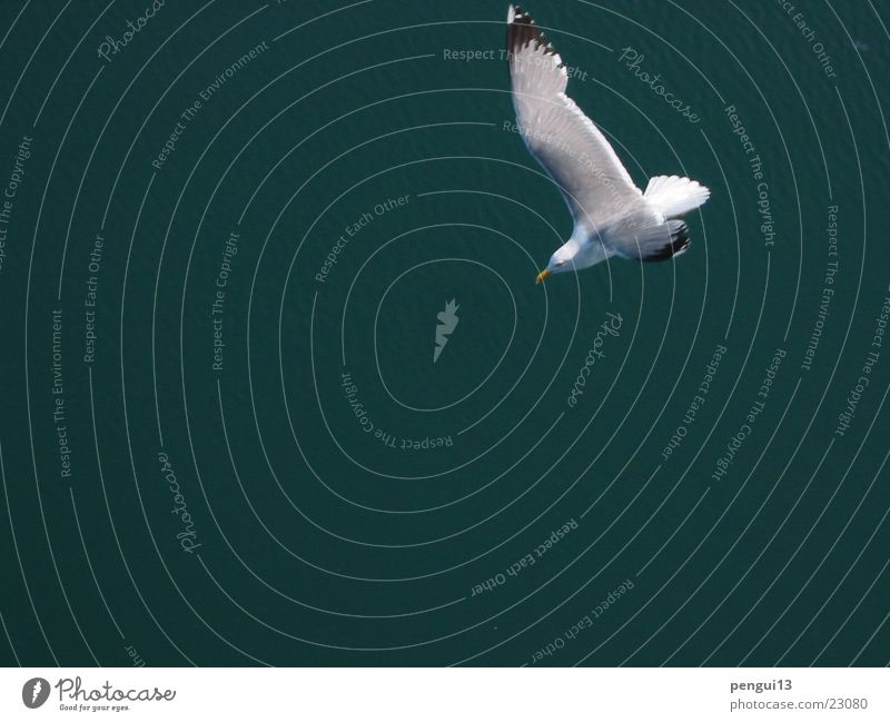 Cajka01 Bird Transport Freedom Flying seagull