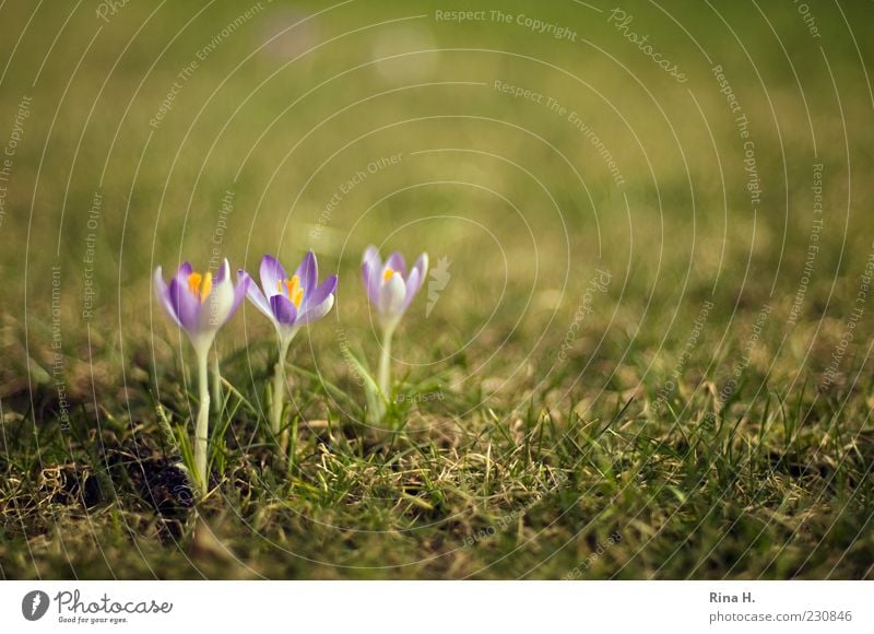 In rank and file Nature Plant Spring Beautiful weather Crocus Garden Meadow Blossoming Green Violet Spring fever Beaded Colour photo Exterior shot Deserted