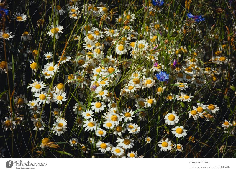 On the flower meadow there are many blooming flowers. White and blue. Joy Nature Animal Autumn Beautiful weather Plant Blossom Field Observe Blossoming Discover
