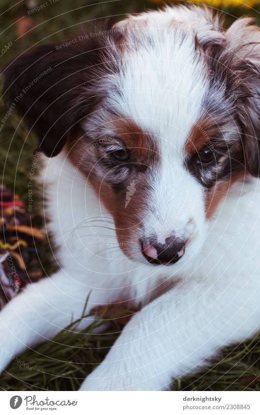 Tierportrait Australian Shepherd Aussie Welpe Animal Pet Dog Animal face Pelt Paw 1 Esthetic Exceptional Elegant Beautiful Cuddly Curiosity Cute Positive Retro