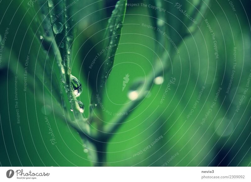 drops of water on the leaves of an olive tree Summer Nature Plant Tree Foliage plant Agricultural crop Garden Park Meadow Jump Green Turquoise Rain