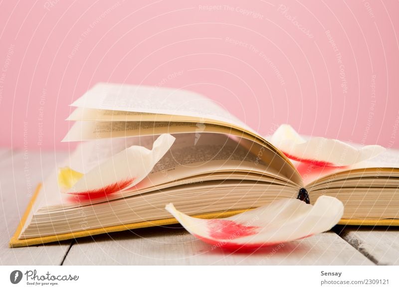 education and reading concept Reading Table Science & Research School Study Academic studies Business Group Book Library Flower Leaf Blossom Paper Wood Old Pink