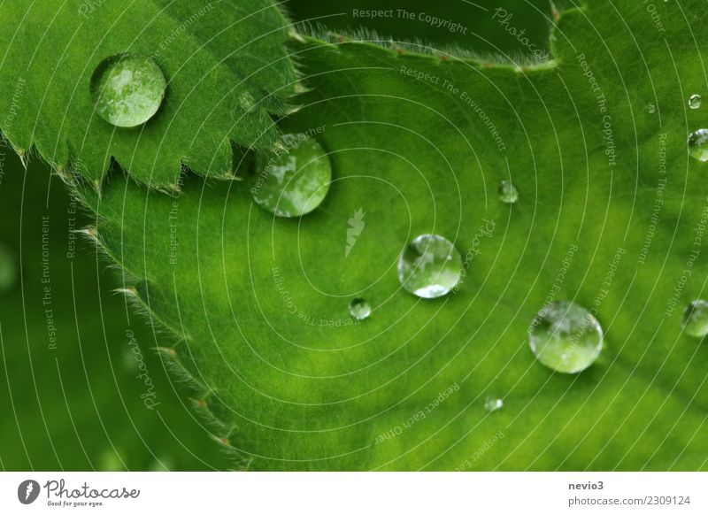 green Summer Environment Nature Plant Water Drops of water Grass Leaf Foliage plant Wild plant Garden Park Meadow Round Green Emotions equilibrium Pearl