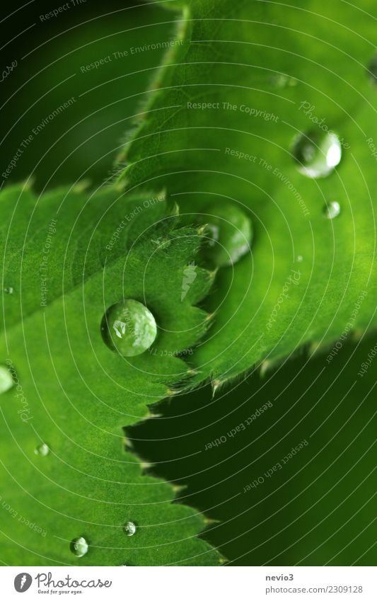 raindrops on green leaves Summer Nature Plant Grass Leaf Foliage plant Wild plant Pot plant Garden Park Meadow Green Drops of water Water Rain Dew Weather Wave