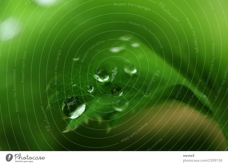 drops Summer Environment Nature Plant Spring Grass Leaf Foliage plant Garden Meadow Green Leaf green Drops of water Blur Macro (Extreme close-up) Grassland Fine